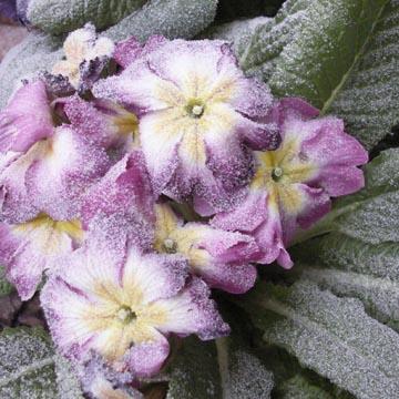Primev�re sous le givre - 