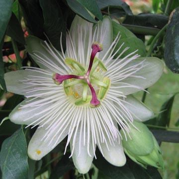 Passiflore blanche - 