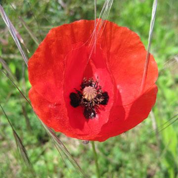 Coquelicot - 