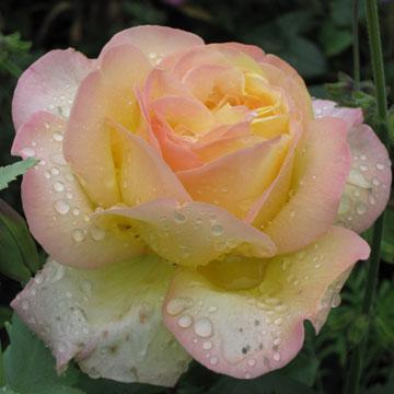 Ros�e sur rose - 