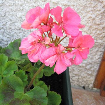 G�ranium - 