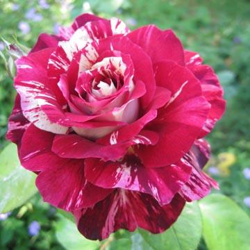 Rose 'Julio Igl�sias' - 