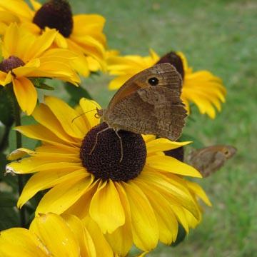Papillon - 