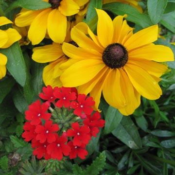 Rudbeckia et verveine - 