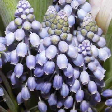 Muscari - 
