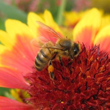 Abeille butineuse - 