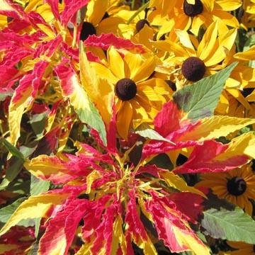 Amarante et rudbeckia - 