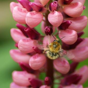 Bourdon sur lupin - 