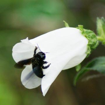 Abeille charpenti�re sur campanule - 