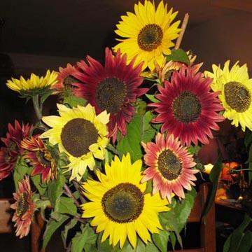 Bouquet de tournesols - 
