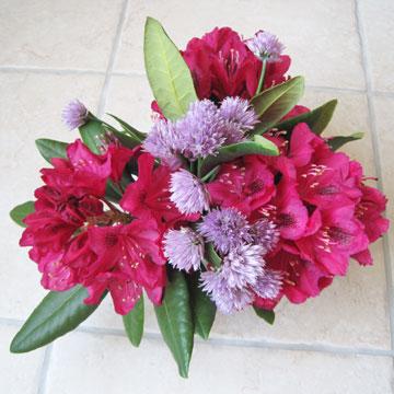 Bouquet de rhodo et fleurs de ciboulette - &nbsp;