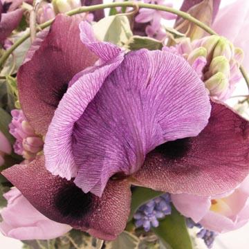Iris - 