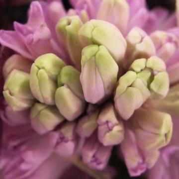 Jacinthe - 