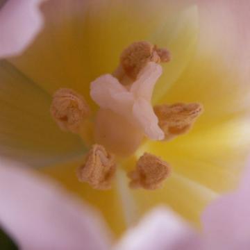 Coeur de tulipe - 