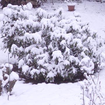 Rhododendron enneig� - 