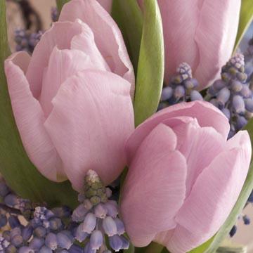 Duo de tulipes - 