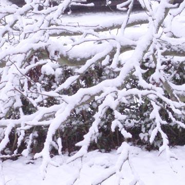 Branches enneig�es - 