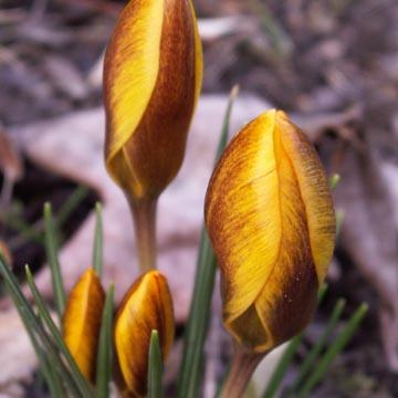 Crocus - 