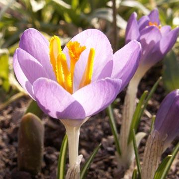 Crocus - 