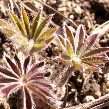 Lupin - 