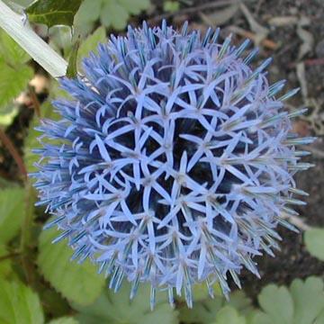 Echinops - 