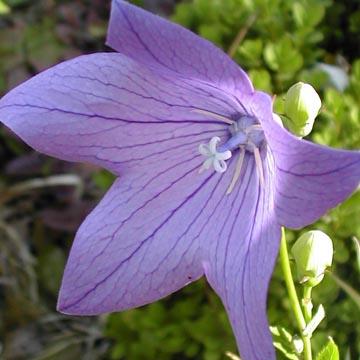 Platycodon - 