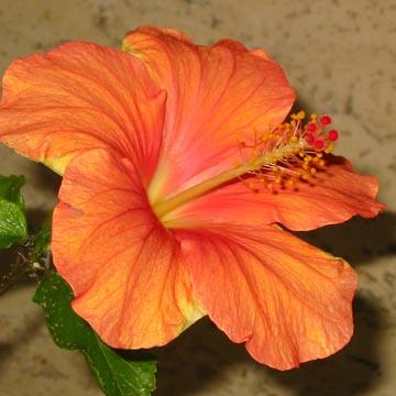 Hibiscus - 
