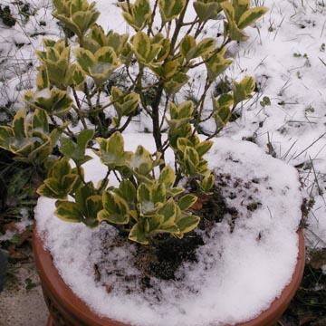 Euonymus sous la neige - 