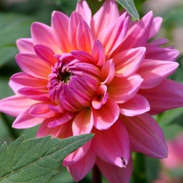 Dahlia - 