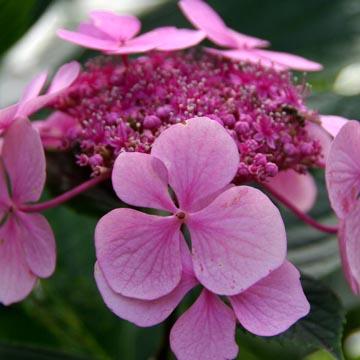 Hortensia - 