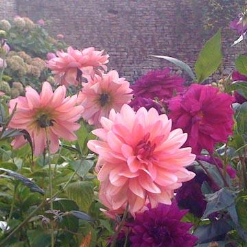 Dahlias - 