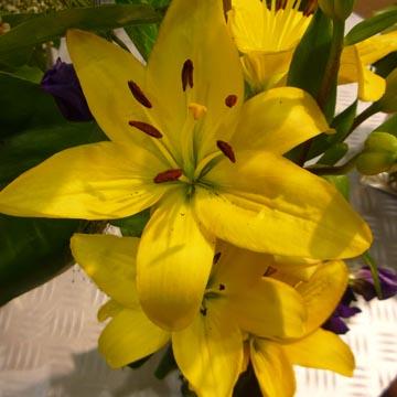 Lis jaune - 