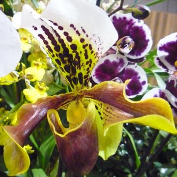 Paphiopedilum - Orchid�e - 