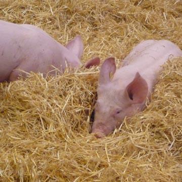 Cochon - 