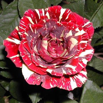 Rose bicolore - 