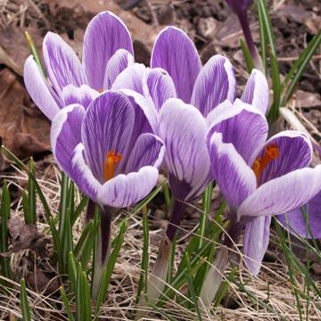 Crocus stri�s - 