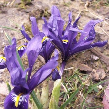 Iris reticulata - 