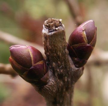 Premiers boutons de forsythia - 