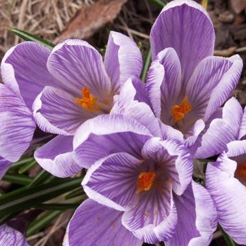 Crocus stri�s - 