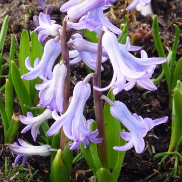 Jacinthe - 