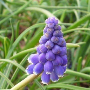 Muscari - 
