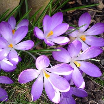 Crocus violet - 