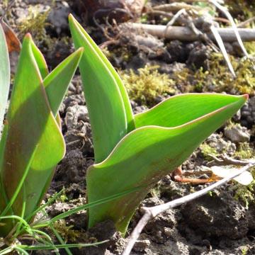 Naissance de la tulipe - 
