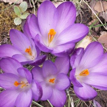 Crocus violet - 