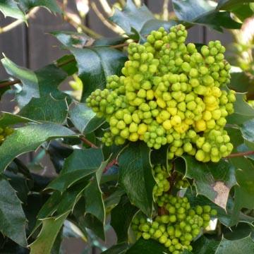 Fleur de mahonia - 