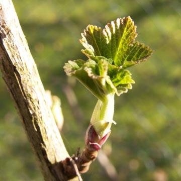 Bourgeon de groseillier - 
