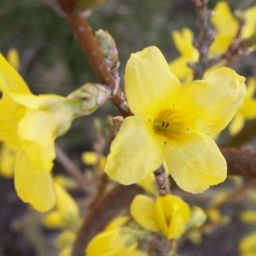Forsythia en fleurs - 
