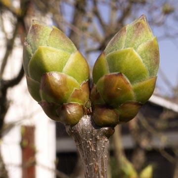 Bourgeons de lilas - 