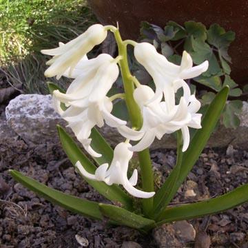 Jacinthe blanche - 