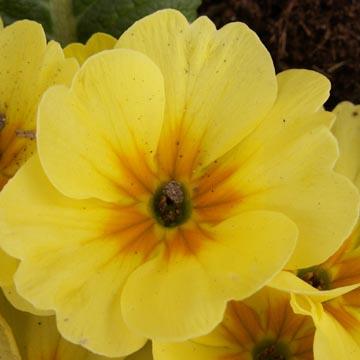 Primev�re jaune - 